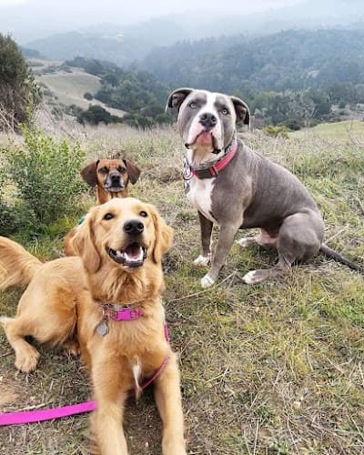 Dog trainer K9 Master Dog Training San Francisco