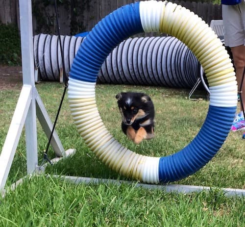 Dog trainer K9 Nutt Dog Training Oxnard