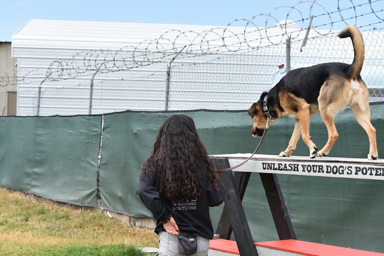 Dog trainer K9 Training Solutions Sacramento