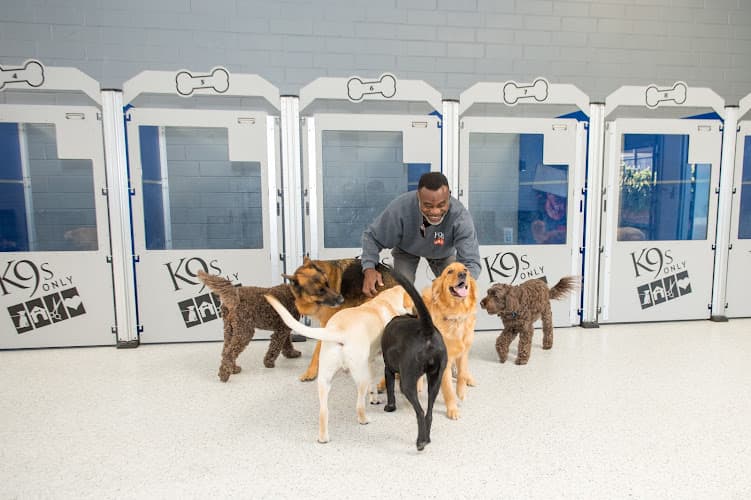 Dog trainer K9s Only Los Angeles