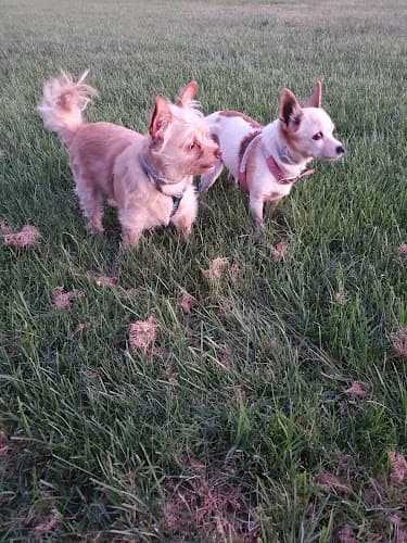 Dog trainer Kahoots Feed & Pet Riverside