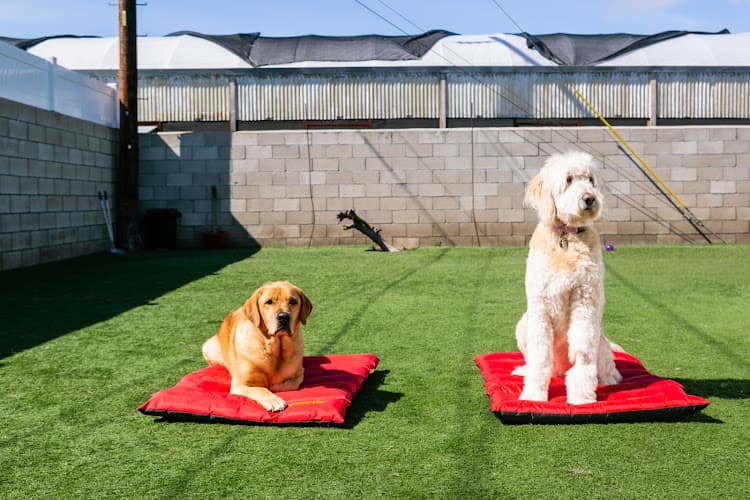 Dog trainer Kind To Canines Norwalk