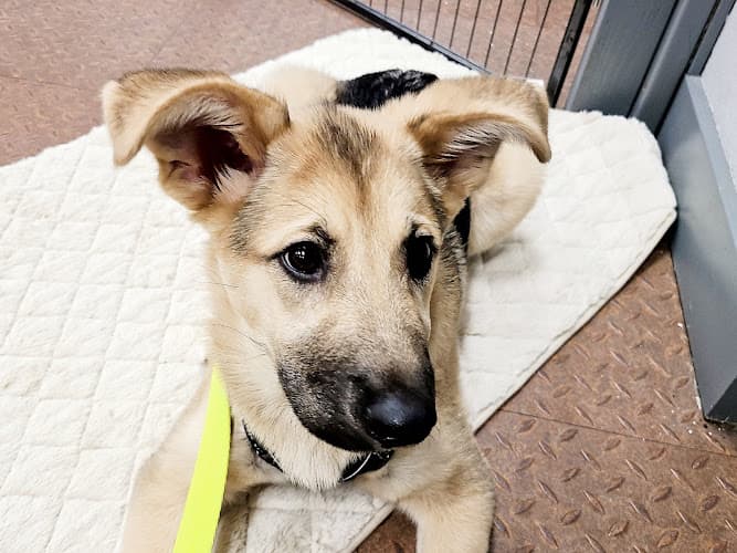 Dog trainer Kindred Hearts Dog Training, LLC Salem