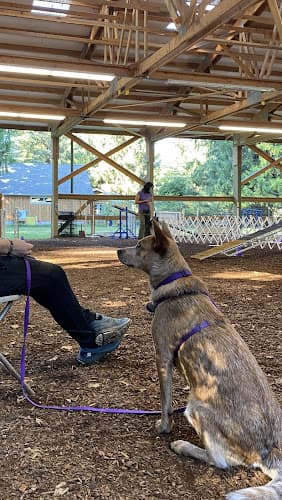 Dog trainer Kinship Dog Training Seattle