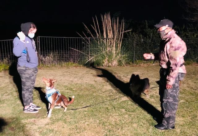 Dog trainer K.O. Dog Training Corona