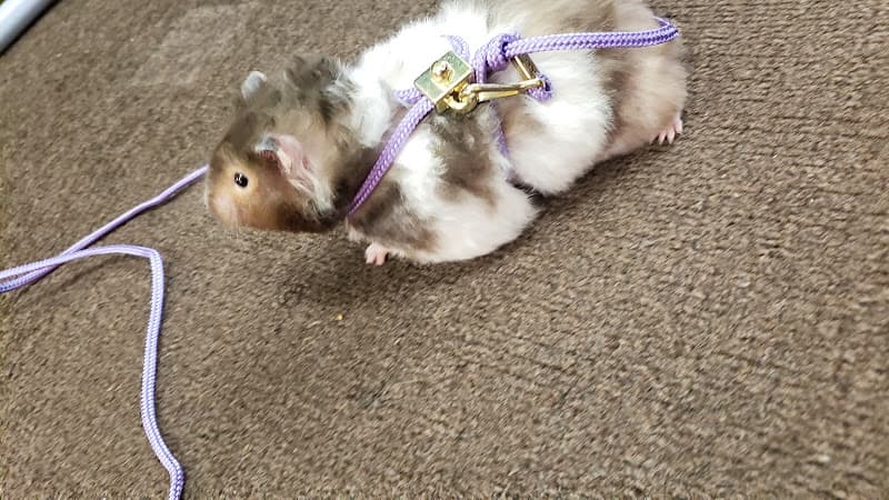 Dog trainer La Selva Pet Shop South Gate