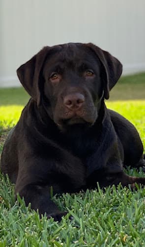 Dog trainer Labs4Ever Labradors Hesperia