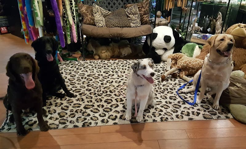 Dog trainer Lake Stevens K9 Academy Everett