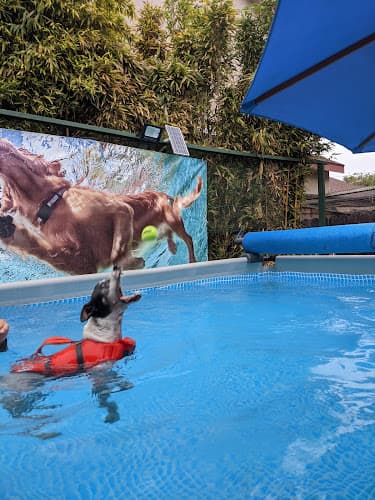 Dog trainer LapdogH2O canine aquatic therapy Long Beach