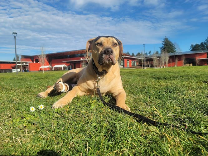 Dog trainer Laughing Dogs Academy Kent