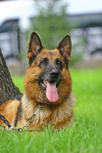 Dog trainer Laura for Dogs Hayward