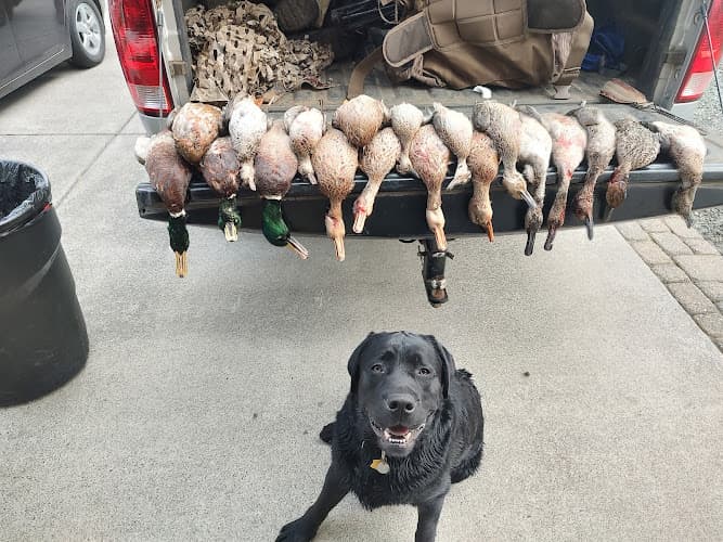 Dog trainer Layton Retriever Kennels Gresham