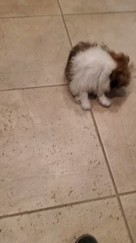 Dog trainer Leader of the Pack Home Dog Training Corona