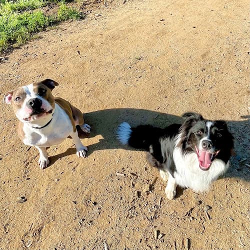 Dog trainer Leave No Paws Behind Veterinary Clinic West Covina