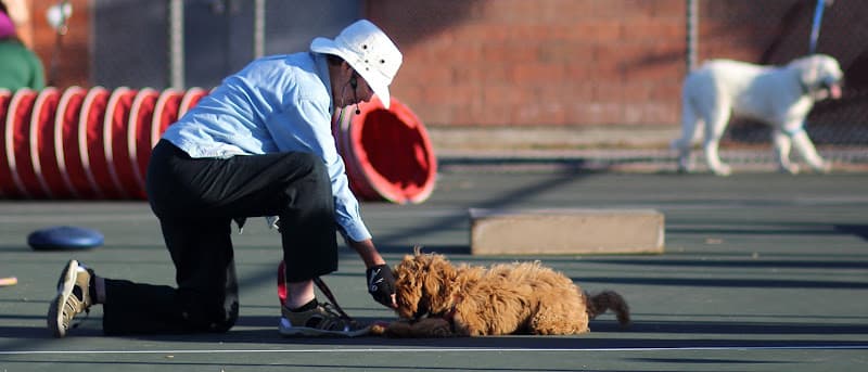 Dog trainer Lomita Obedience Training Club Norwalk