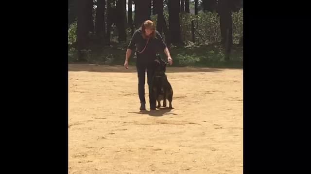 Dog trainer Lower Lassen K-9 Training and Shasta Dog Training Redding