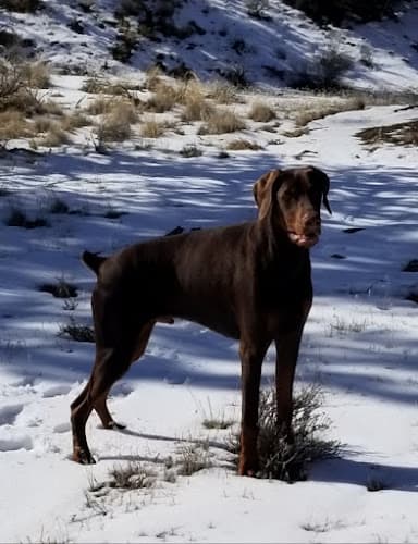 Dog trainer Lucky Dawg Puppy & Dog Training Bend