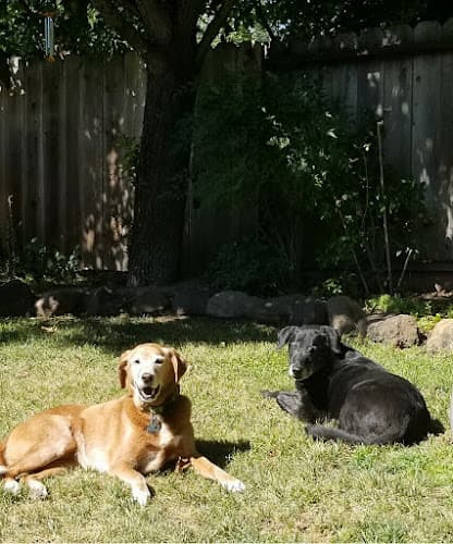 Dog trainer Mans Best Friend Dog Training and Boarding Santa Rosa