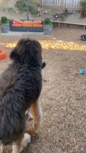 Dog trainer Marin Pet Care Pros Richmond