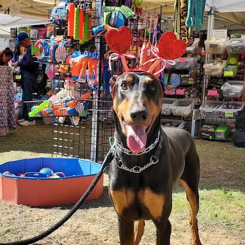 Dog trainer Marvel K9 | Dog Training Academy Corona