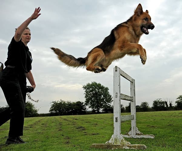 Dog trainer Master Dog Training Los Angeles