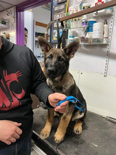 Dog trainer Mattox Dog Training Academy Bellevue