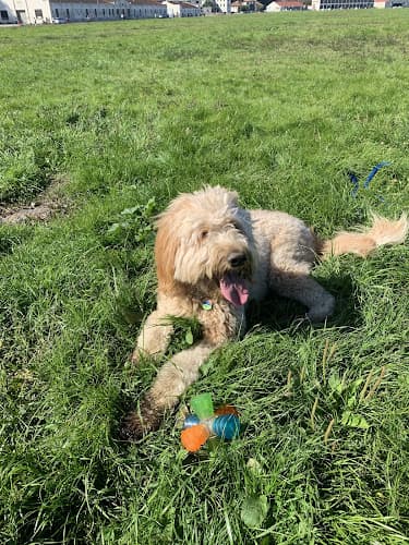 Dog trainer McCumberHaus Shepadoodle Dog Breeder Redding