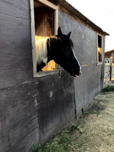 Dog trainer McDonald Ranch Santa Rosa