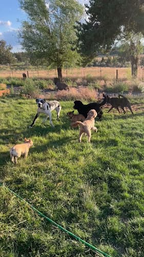 Dog trainer Mindful Petiquette, LLC Bend