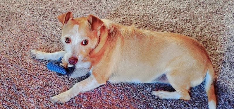 Dog trainer Montgomery Village Veterinary Clinic Santa Rosa