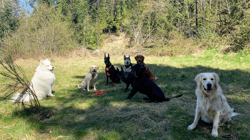 Dog trainer Mountain Dog Inc Seattle