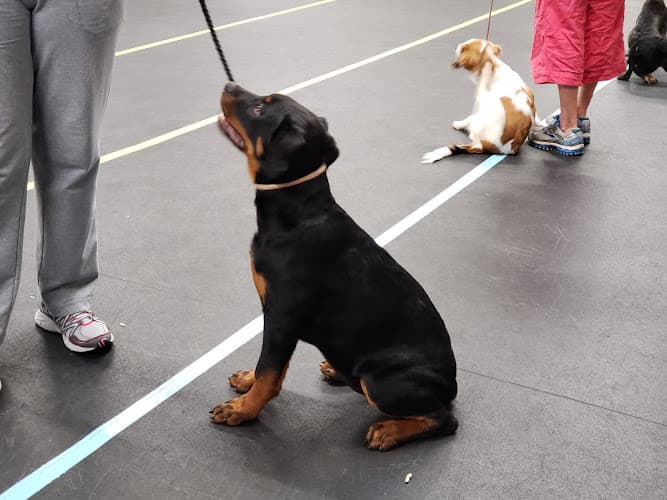 Dog trainer Mt Diablo Dog Training Club Richmond