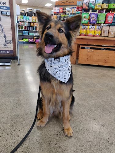 Dog trainer Mud Bay Bellingham