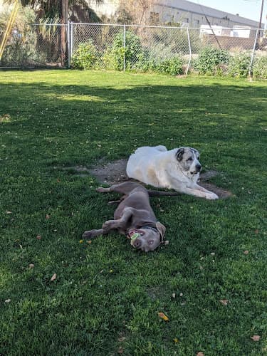 Dog trainer Mulligan Dog Park Indio