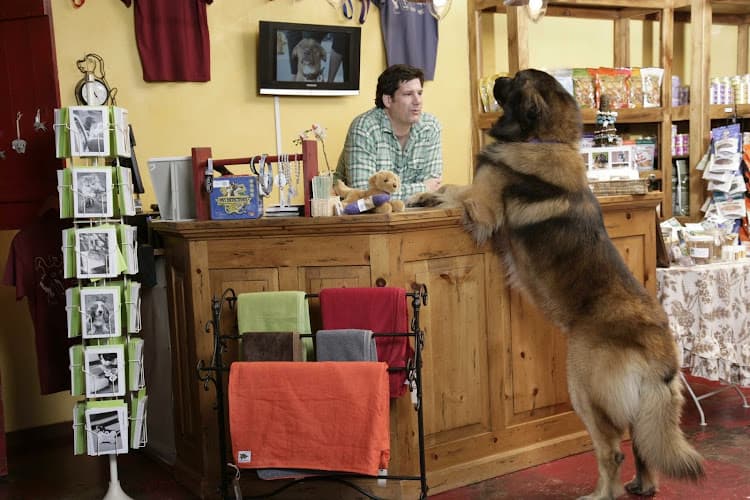 Dog trainer My Pet Naturally Santa Monica