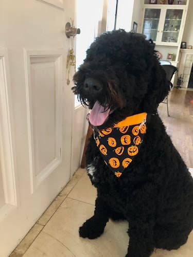 Dog trainer myk9smind Salinas