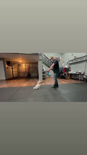 Dog trainer Nitro K-9 LLC Seattle