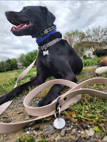 Dog trainer Nomadic Dog Training Sacramento