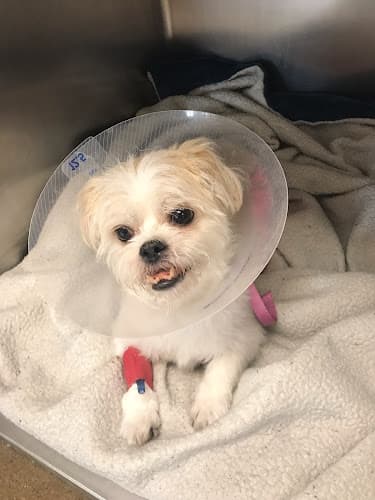 Dog trainer Oakdale Veterinary Group Modesto