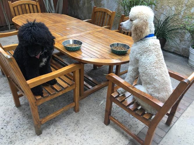 Dog trainer Obedience Please Dog Training Norwalk