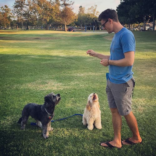 Dog trainer OC Canine Coaching Norwalk