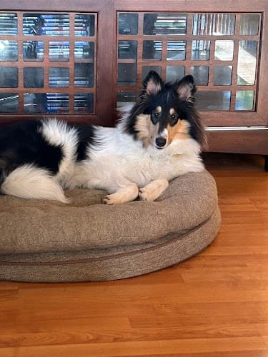 Dog trainer Off Leash K9 Training, Anchorage Anchorage