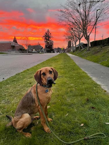 Dog trainer Off Leash K9 Training, LLC Seattle