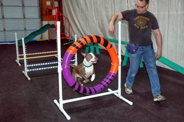 Dog trainer One Dog at a Time Seattle