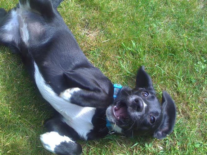 Dog trainer ONE GOOD DOG! Professional Dog Training Renton