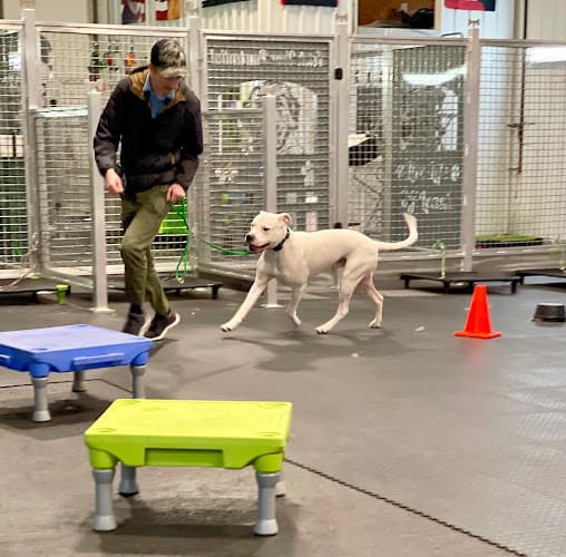Dog trainer Optimum Dog Bellingham