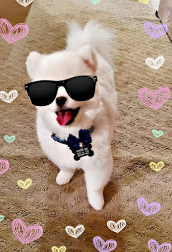 Dog trainer Osana's Pet Salon - Murrieta Murrieta