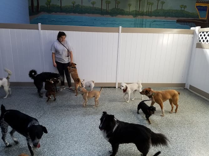 Dog trainer Our Dog House Ventura