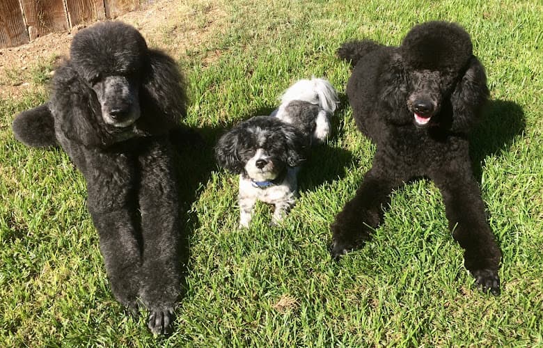 Dog trainer Out N' About Dog Training San Diego