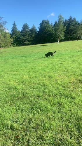 Dog trainer Pack Leader Dog Training Redding